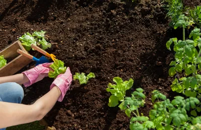 Soil root system showing healthy microorganisms essential for plant growth