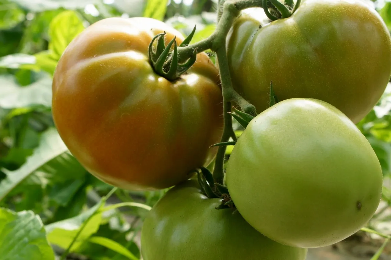 Organic tomatoes growing naturally with Organic Growth Burst