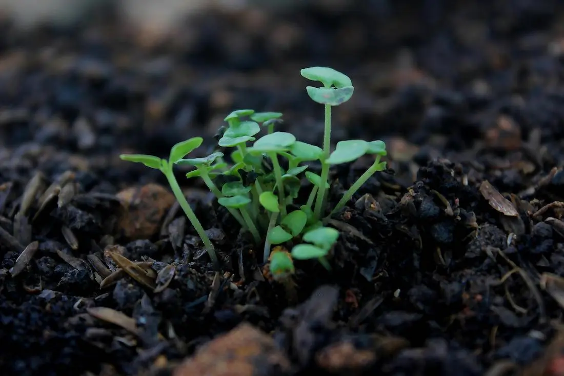 Understanding Soil Microorganisms: The Hidden Heroes of Your Garden