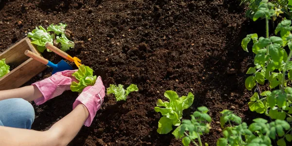 Proven benefits of Organic Growth Burst for soil and plant health